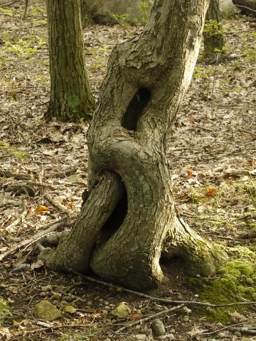 Tree trunk with infinity shape