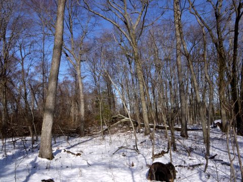 Snowy day in the woods, Caumsett State Historic Park Preserve, Suffolk County, New York