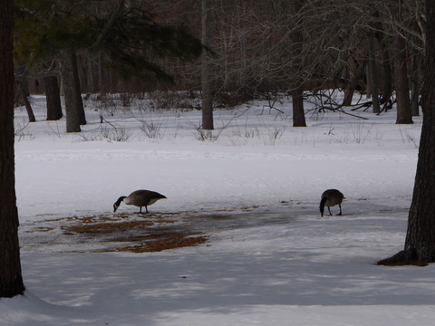 Canadian geese, Connetquot River State Park Preserve, Suffolk County, New York