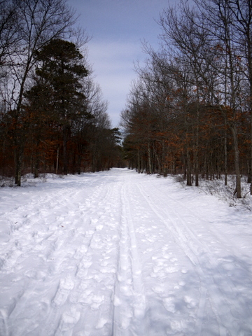 Snowy green trail, Connetquot River State Park Preserve, Suffolk County, New York
