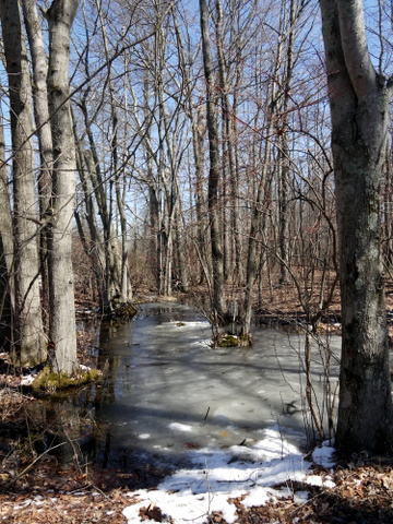 Icy ground, Great Swamp National Wildlife Refuge, Morris County, New Jersey