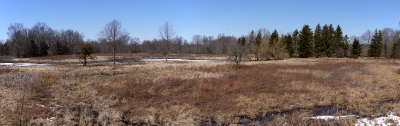 Panorama of grassy field, Great Swamp National Wildlife Refuge, Morris County, New Jersey