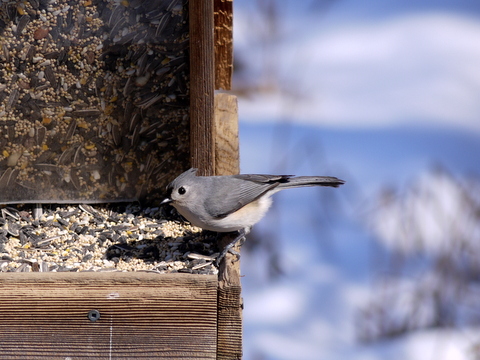 Tufted titmouse, Great Swamp National Wildlife Refuge, Morris County, New Jersey