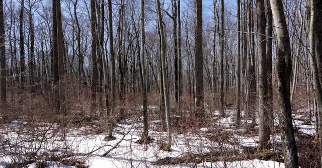 Snowy terrain beside boardwalk, Great Swamp National Wildlife Refuge, Morris County, New Jersey