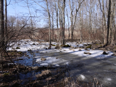 Wet portion of the blue trail, Great Swamp National Wildlife Refuge, Morris County, New Jersey