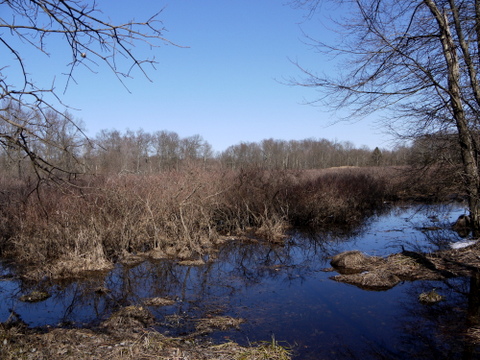 Wetlands, Great Swamp National Wildlife Refuge, Morris County, New Jersey