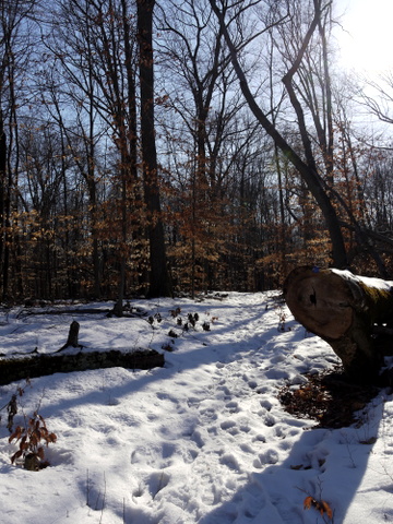 Snowy spot on the blue trail, Great Swamp National Wildlife Refuge, Morris County, New Jersey
