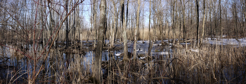 Panorama of wetlands, Great Swamp National Wildlife Refuge, Morris County, New Jersey