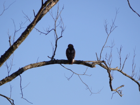 Redtail hawk, Great Swamp National Wildlife Refuge, Morris County, New Jersey