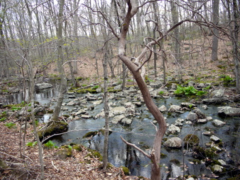 Stream, Devil's Den Preserve, Fairfield County, Connecticut