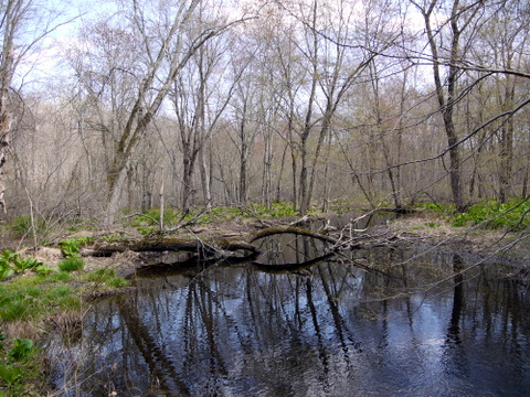 Pond, Devil's Den Preserve, Fairfield County, Connecticut