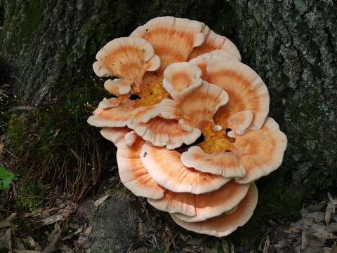 Fungus, Ramapo Mountain State Forest, Bergen & Passaic Counties, New Jersey