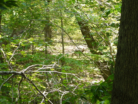 Deer fleeing through the trees, Bergen County, New Jersey