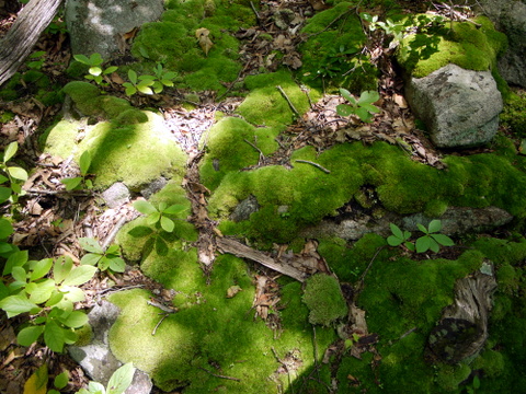 Green moss, Bergen County, New Jersey
