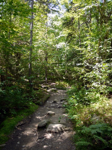 Monroe Trail, Camel's Hump State Park, Chittenden & Washington Counties, Vermont