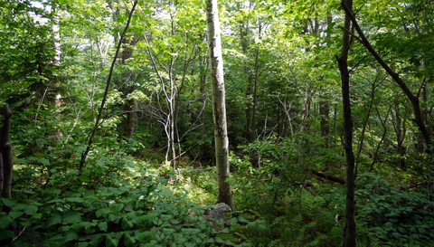 Greenery, Camel's Hump State Park, Chittenden & Washington Counties, Vermont