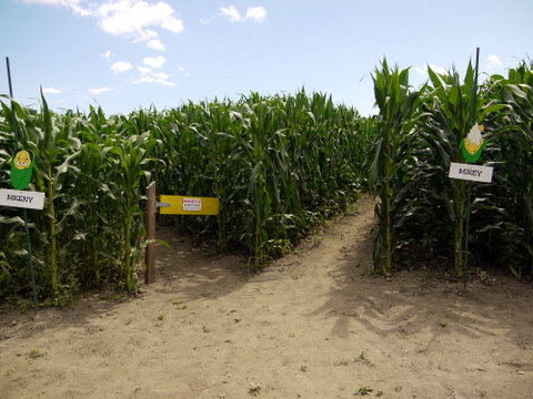 Entrance, Great Vermont Corn Maze, Danville, Caledonia County, Vermont