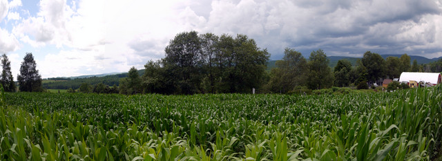 Panorama, Great Vermont Corn Maze, Danville, Caledonia County, Vermont