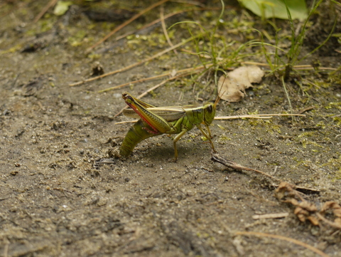 Red-legged grasshopper laying eggs, Moss Glen Falls, Stowe, Lamoille County, Vermont