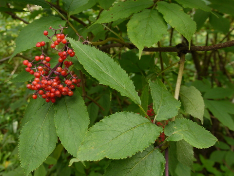 Red elderberry, Killington Peak, Rutland County, Vermont