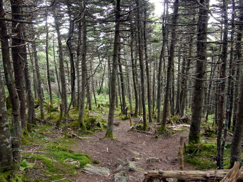 Forested area between summit and gondola terminal, Killington Peak, Rutland County, Vermont
