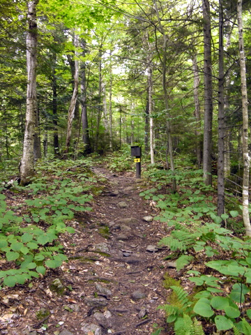 Haselton Trail, Mt. Mansfield, Chittenden County, Vermont