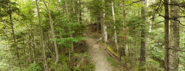 Haselton Trail, Mt. Mansfield, Chittenden County, Vermont