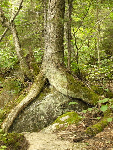 Tree Growing around Large Rock on the Haselton Trail, Mt. Mansfield, Chittenden County, Vermont