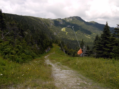 Ski slope in summer, Mt. Mansfield, Chittenden County, Vermont