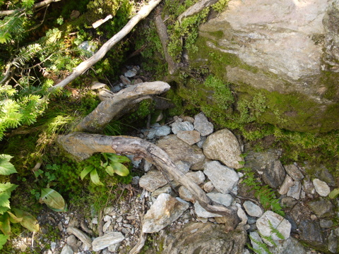 Cruel tree root on the Profanity Trail, Mt. Mansfield, Chittenden County, Vermont