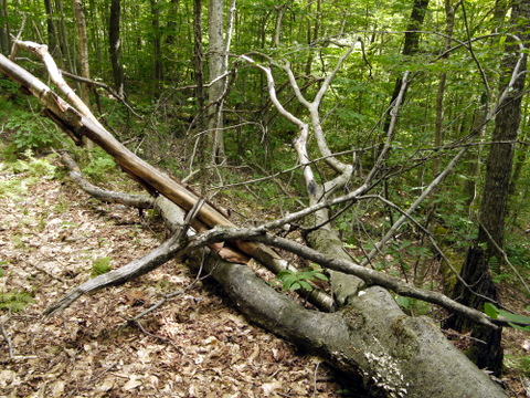 Fallen tree, Laraway Mountain, Long Trail State Forest, Lamoille County, Vermont