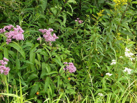 Wildflowers, Laraway Mountain, Long Trail State Forest, Lamoille County, Vermont