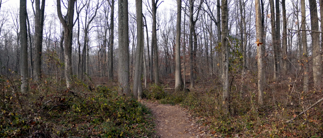 Trail, Sourland Mountain Preserve, Somerset County, New Jersey