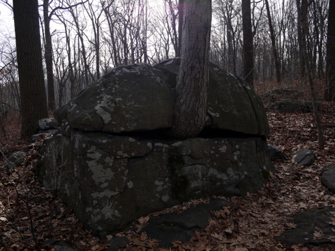 Tree growing from a rock, Sourland Mountain Preserve, Somerset County, New Jersey