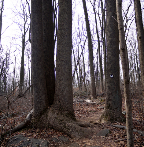 Triplet trees, Sourland Mountain Preserve, Somerset County, New Jersey