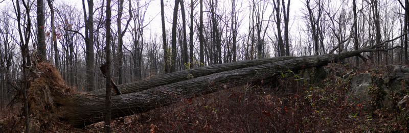 Fallen tree, Sourland Mountain Preserve, Somerset County, New Jersey