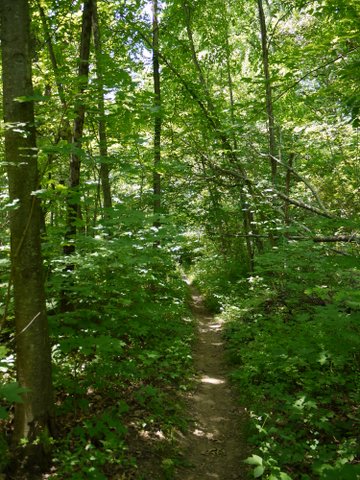Deer Path Trail, Allamuchy Mountain State Park, Sussex County, New Jersey