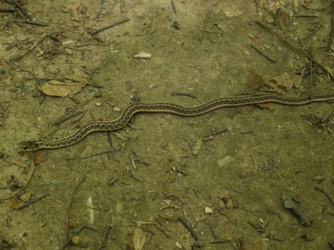 Eastern garter snake (Thamnophis sirtalis sirtalus), Allamuchy Mountain State Park, Sussex County, New Jersey