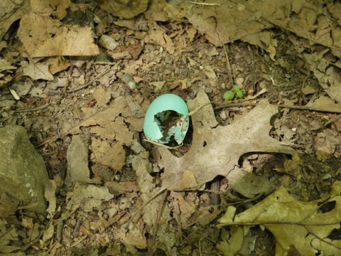 Robin egg shell, Allamuchy Mountain State Park, Sussex County, New Jersey