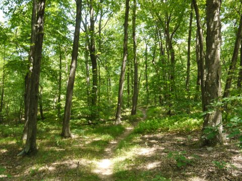 Trail, Allamuchy Mountain State Park, Sussex County, New Jersey