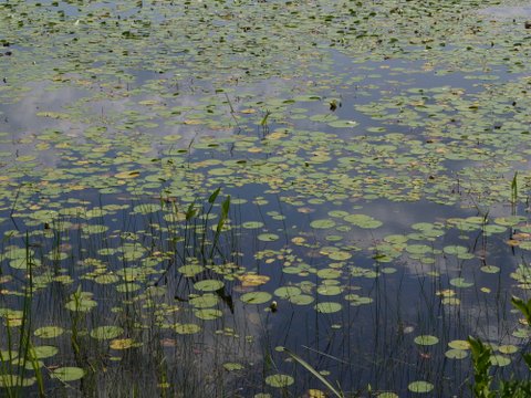 Water lilies in Deer Park Pond, Allamuchy Mountain State Park, Sussex County, New Jersey