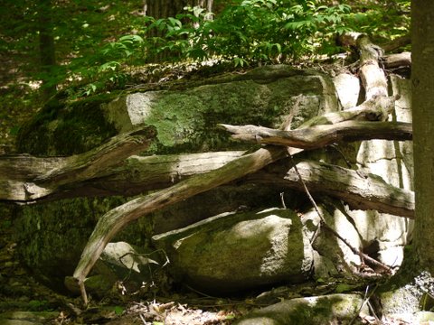 Fallen trees, Trout Brook Valley State Park Preserve, Fairfield County, Connecticut