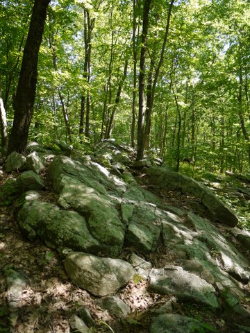 Rock outcrop, Trout Brook Valley State Park Preserve, Fairfield County, Connecticut