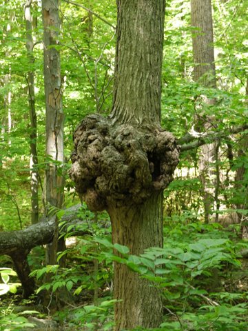 Burl, Trout Brook Valley State Park Preserve, Fairfield County, Connecticut