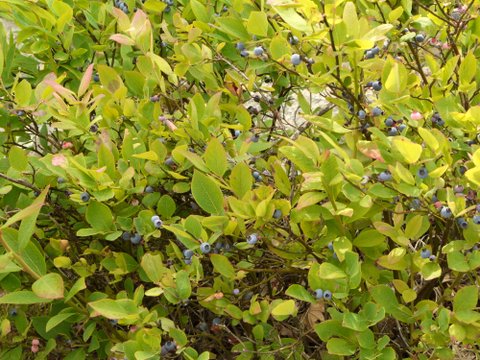 Blueberries, Harriman State Park, Orange County, New York