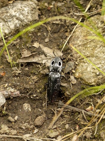 Eastern eyed click beetle, Sterling Forest State Park, Orange County, New York