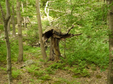 Tree stump, Sterling Forest State Park, Orange County, New York