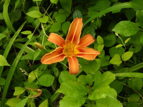 Orange daylily, Sterling Forest State Park, Orange County, New York