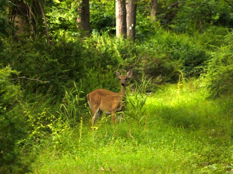 Deer, Harriman State Park, Orange County, New York