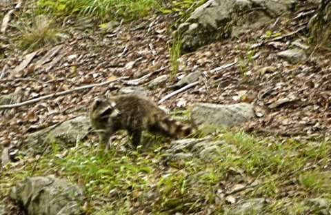 Raccoon, Harriman State Park, Orange County, New York